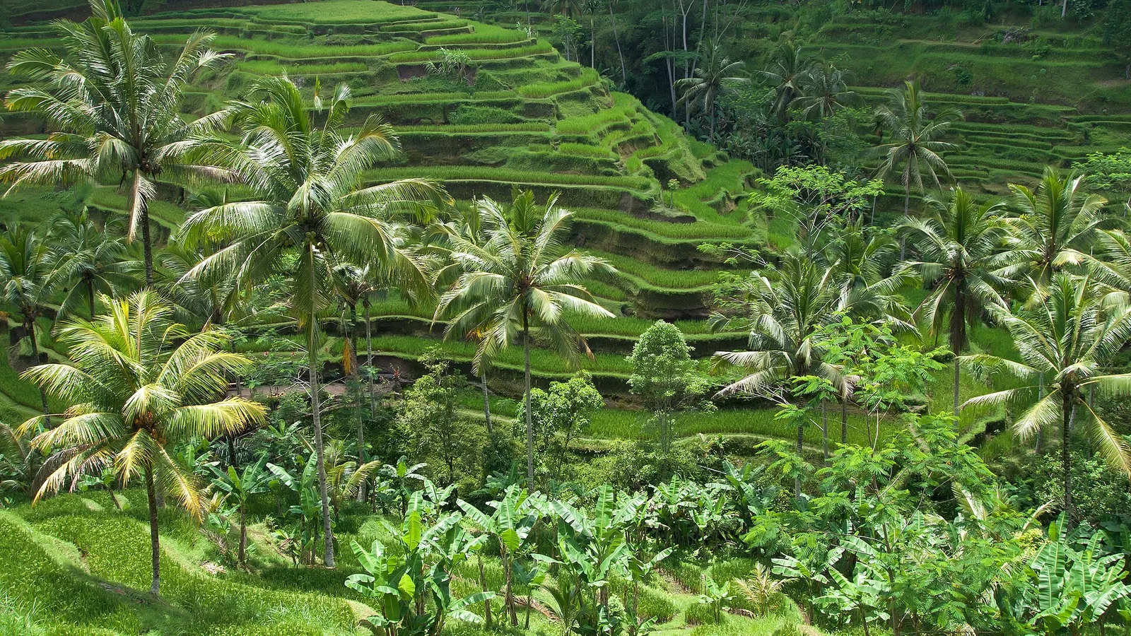 Ubud & Sanur (Bali)
