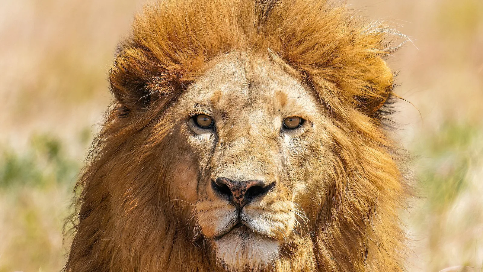 Serengeti & Ngorongoro Crater
