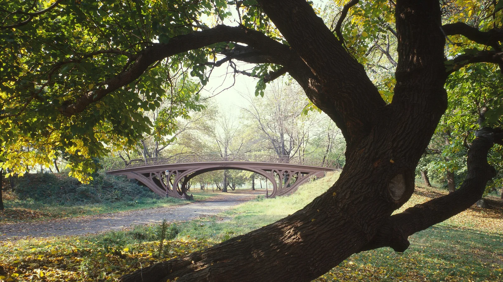 Central Park & Natural History Museum