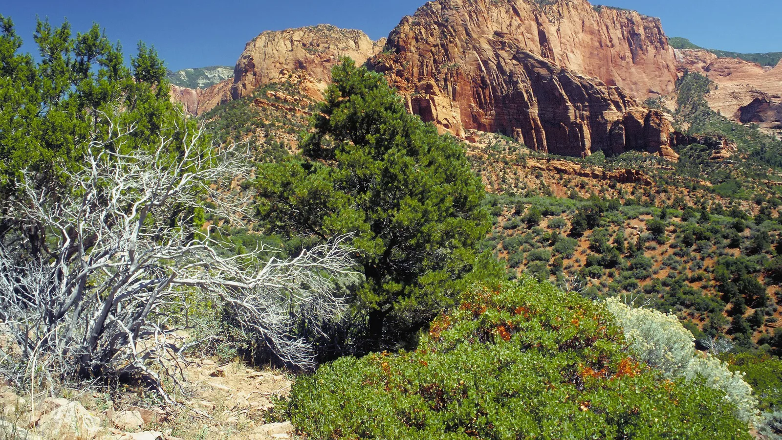 Las Vegas & Zion National Park
