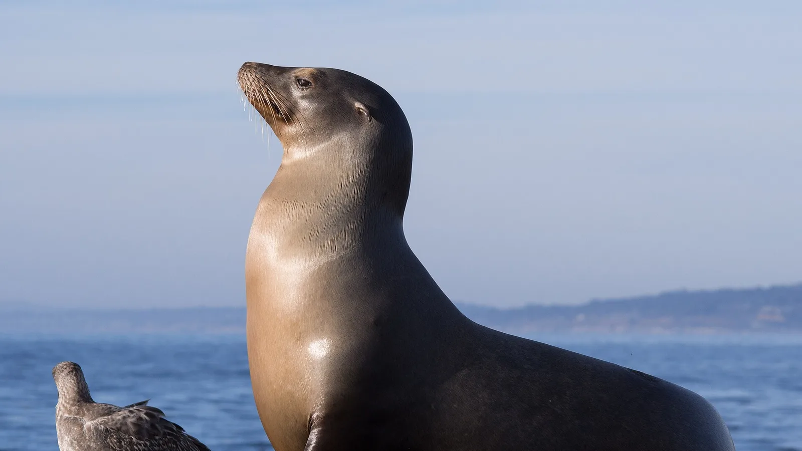 San Diego & La Jolla